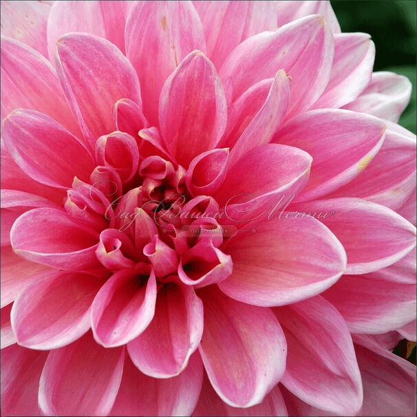 Георгин Блюсетт (Dahlia Bluesette) — фото 11