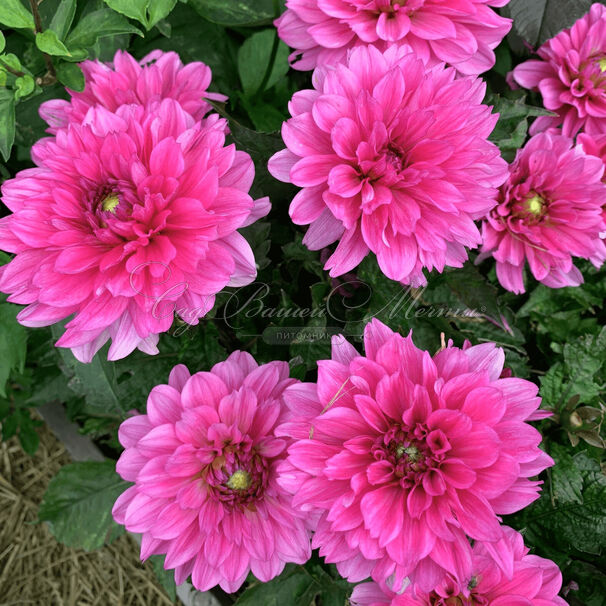 Георгин Блюсетт (Dahlia Bluesette) — фото 12