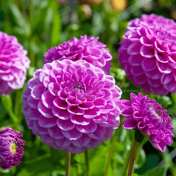 Георгин Бой Скаут (Dahlia Boy Scout) — фото 2