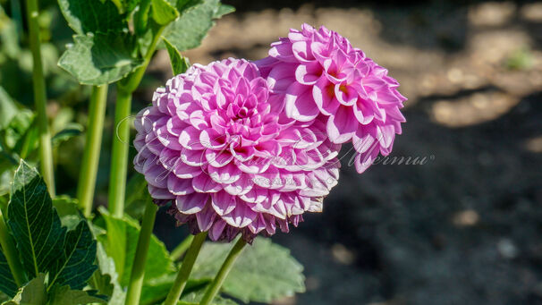 Георгин Бой Скаут (Dahlia Boy Scout) — фото 3