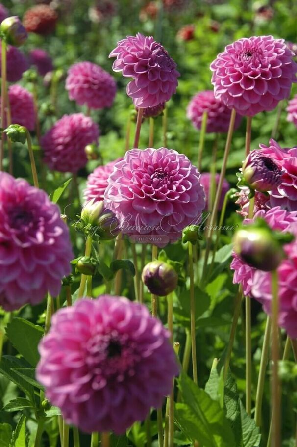 Георгин Бой Скаут (Dahlia Boy Scout) — фото 4
