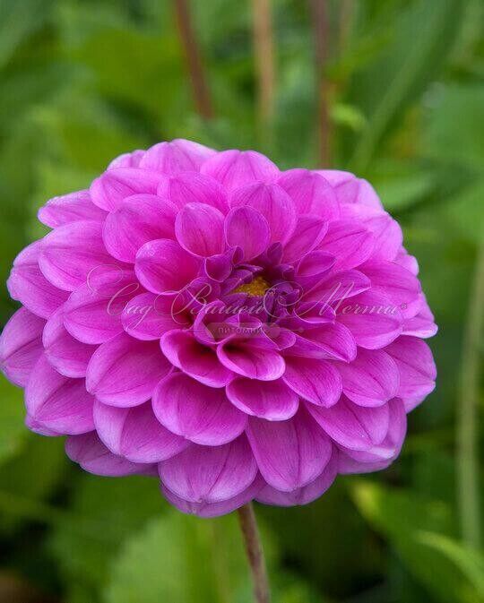 Георгин Бой Скаут (Dahlia Boy Scout) — фото 5