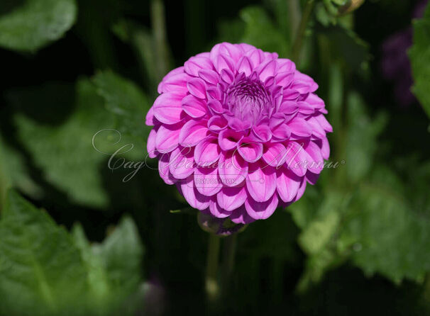 Георгин Бой Скаут (Dahlia Boy Scout) — фото 6