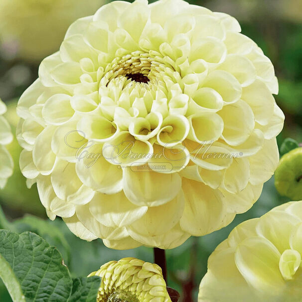 Георгин Болт (Dahlia Bolt) — фото 2
