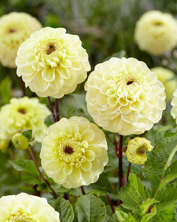 Георгин Болт (Dahlia Bolt) — фото 5