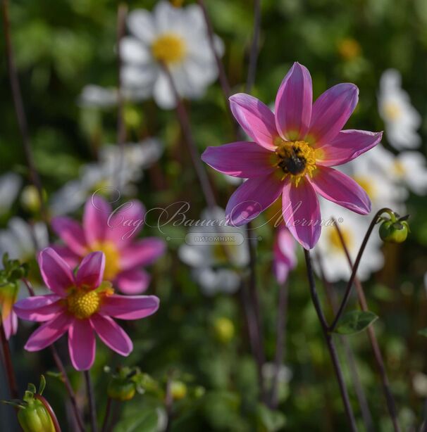 Георгин Бонни Эсперансе (Dahlia Bonne Esperance) — фото 2