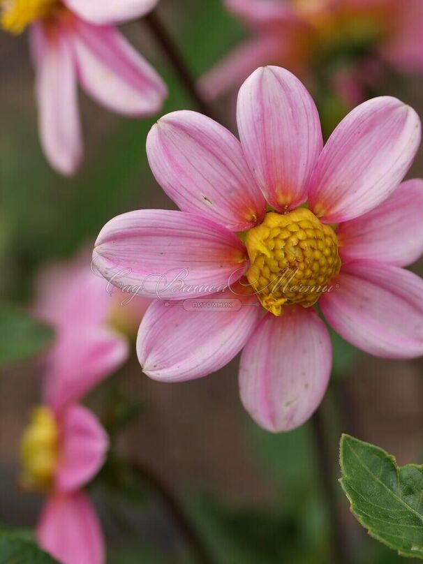Георгин Бонни Эсперансе (Dahlia Bonne Esperance) — фото 3