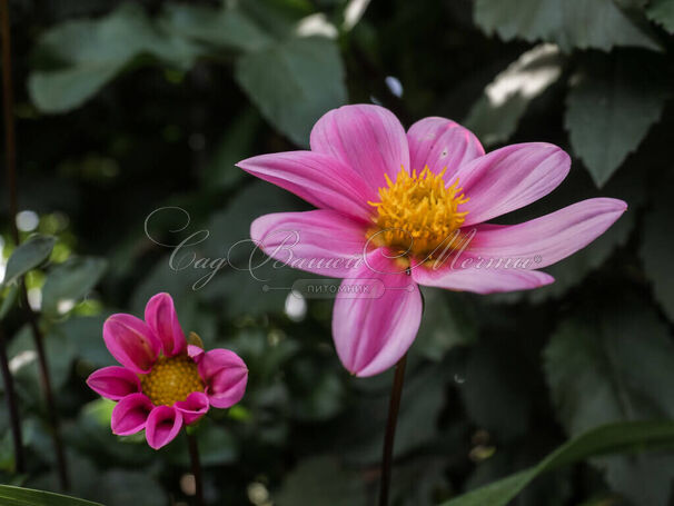 Георгин Бонни Эсперансе (Dahlia Bonne Esperance) — фото 5