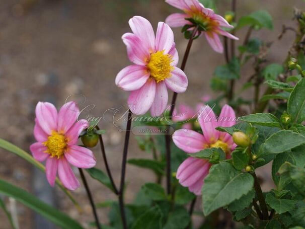 Георгин Бонни Эсперансе (Dahlia Bonne Esperance) — фото 6