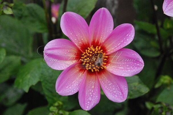 Георгин Бонни Эсперансе (Dahlia Bonne Esperance) — фото 7