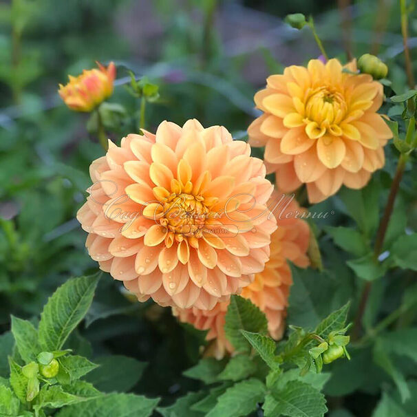 Георгин Бочерелл (Dahlia Bocherell) — фото 3