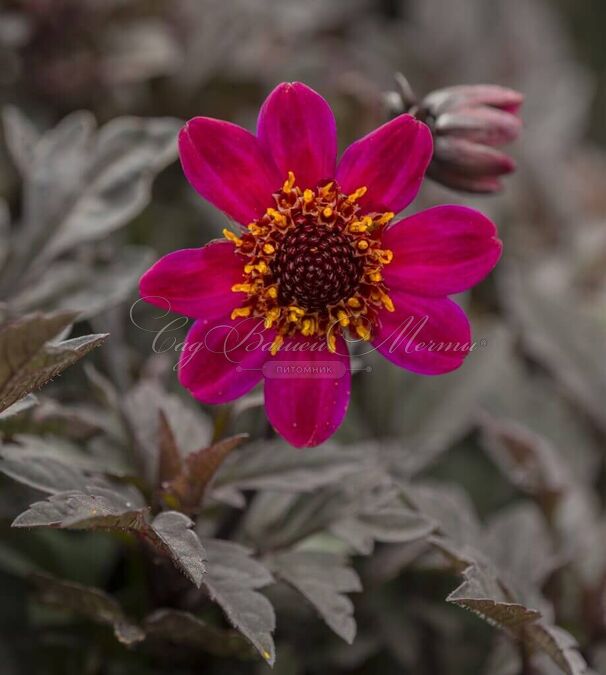 Георгин Брэйвхарт (Dahlia Braveheart) — фото 4
