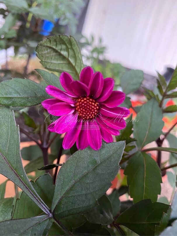 Георгин Брэйвхарт (Dahlia Braveheart) — фото 6