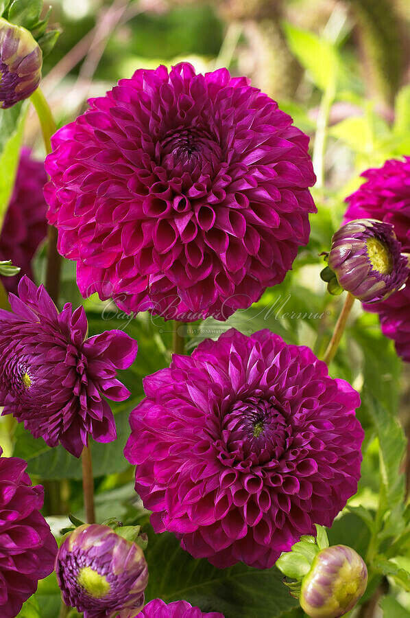 Георгин Бум Бум Пёрпл (Dahlia Boom Boom Purple) — фото 2