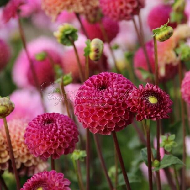 Георгин Бурлеска (Dahlia Burlesca) — фото 3
