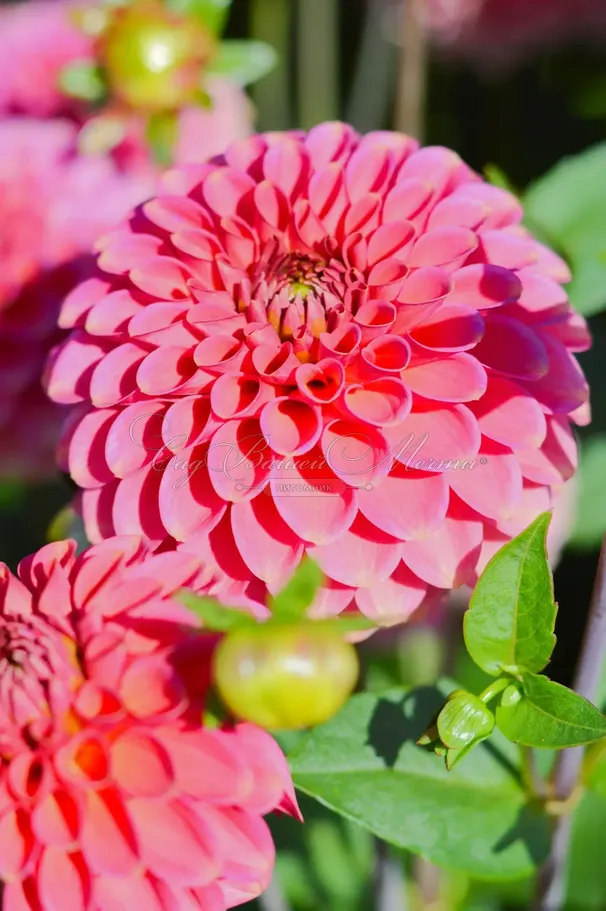 Георгин Бурлеска (Dahlia Burlesca) — фото 4