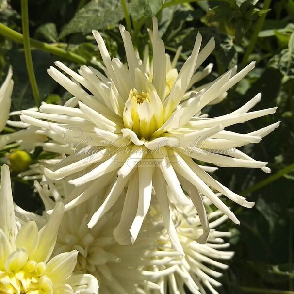 Георгин Вайт Стар (Dahlia White Star) — фото 2
