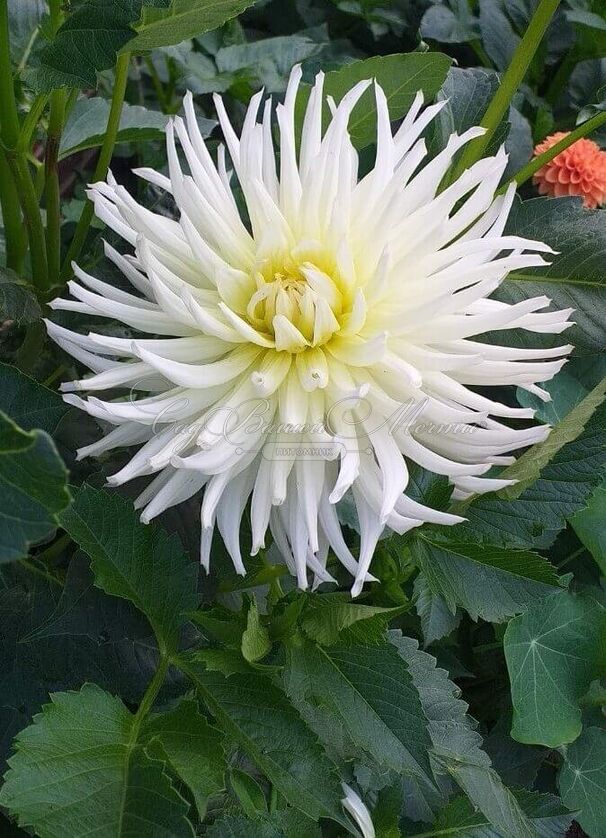 Георгин Вайт Стар (Dahlia White Star) — фото 3