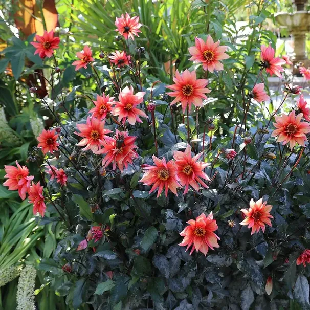 Георгин Валтзинг Матильда (Dahlia Waltzing Mathilda) — фото 2