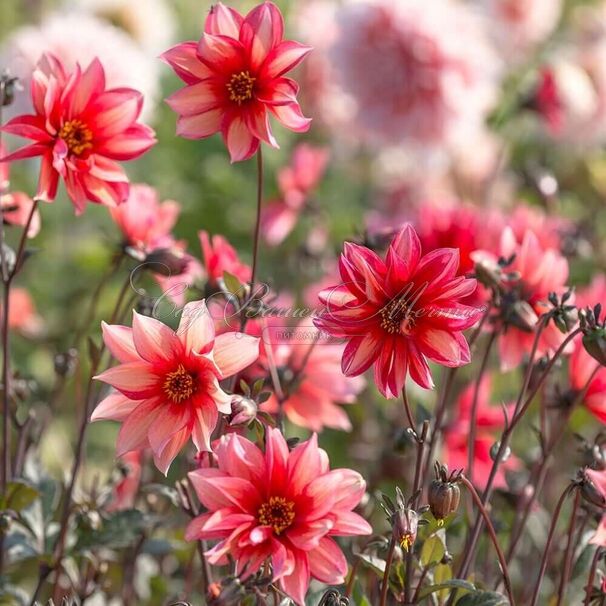 Георгин Валтзинг Матильда (Dahlia Waltzing Mathilda) — фото 3