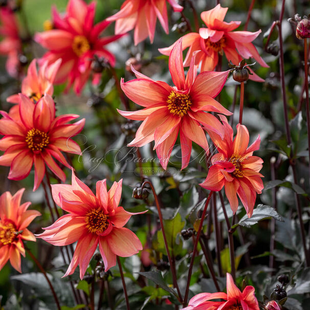 Георгин Валтзинг Матильда (Dahlia Waltzing Mathilda) — фото 4