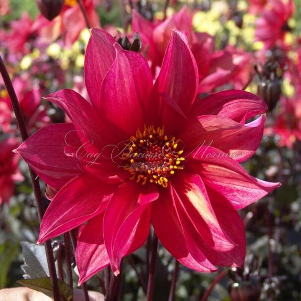 Георгин Валтзинг Матильда (Dahlia Waltzing Mathilda) — фото 5