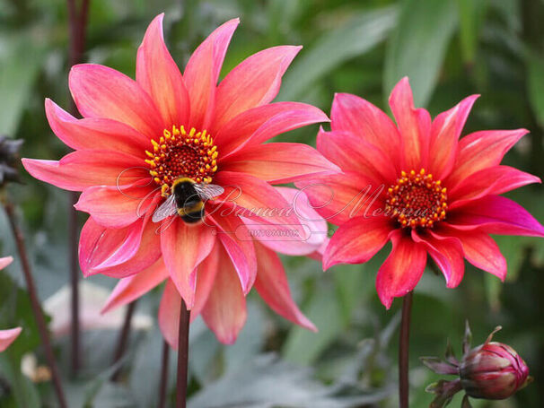 Георгин Валтзинг Матильда (Dahlia Waltzing Mathilda) — фото 7