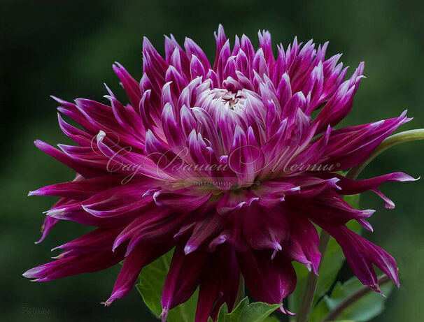 Георгин Ванкувер (Dahlia Vancouver) — фото 2