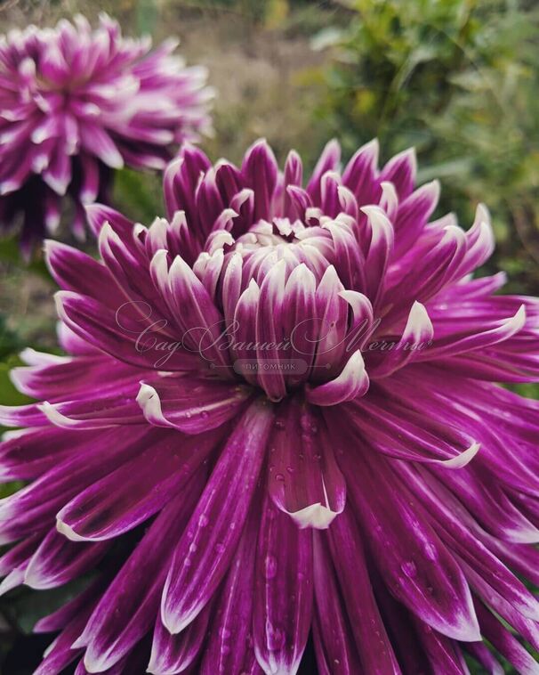Георгин Ванкувер (Dahlia Vancouver) — фото 3