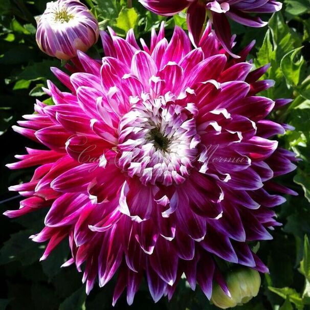 Георгин Ванкувер (Dahlia Vancouver) — фото 4