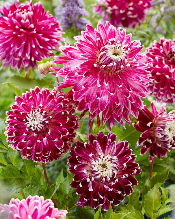 Георгин Ванкувер (Dahlia Vancouver) — фото 5