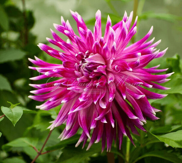 Георгин Ванкувер (Dahlia Vancouver) — фото 6