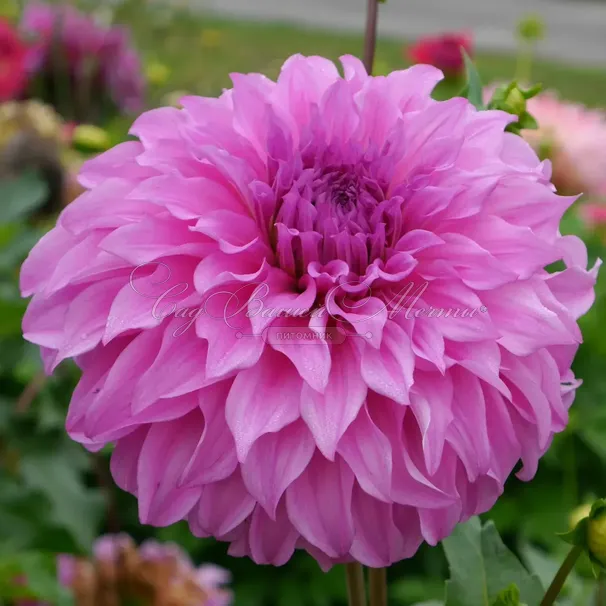 Георгин Вассио Мегго (Dahlia Vassio Meggos) — фото 2