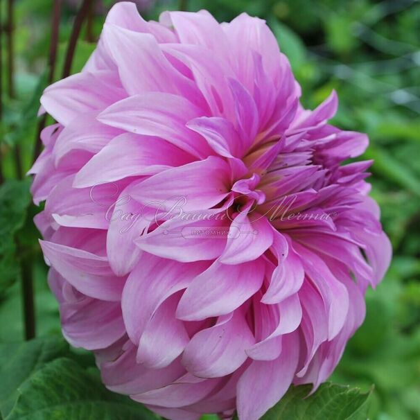 Георгин Вассио Мегго (Dahlia Vassio Meggos) — фото 3