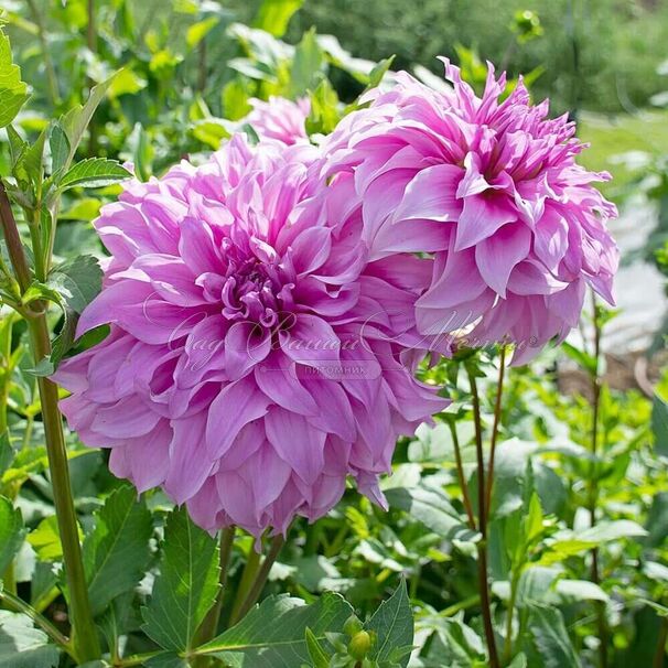 Георгин Вассио Мегго (Dahlia Vassio Meggos) — фото 4