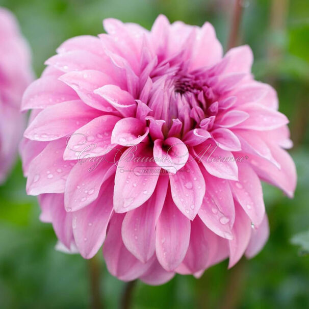 Георгин Вассио Мегго (Dahlia Vassio Meggos) — фото 5