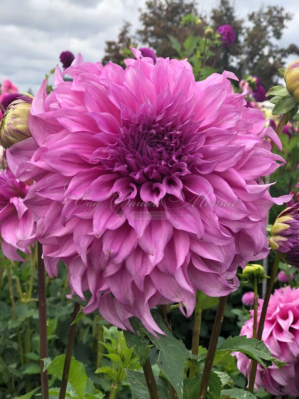 Георгин Вассио Мегго (Dahlia Vassio Meggos) — фото 7