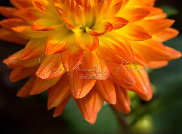 Георгин Вектра (Dahlia Vectra) — фото 3