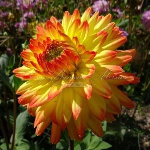 Георгин Вектра (Dahlia Vectra) — фото 4