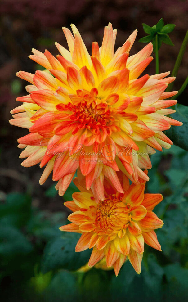Георгин Вектра (Dahlia Vectra) — фото 6