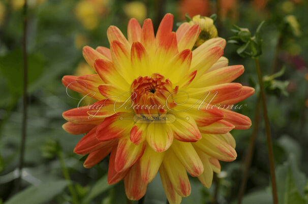 Георгин Вектра (Dahlia Vectra) — фото 8