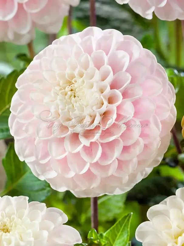Георгин Визард оф Лайтнинг (Dahlia Wizard of Lightning) — фото 4