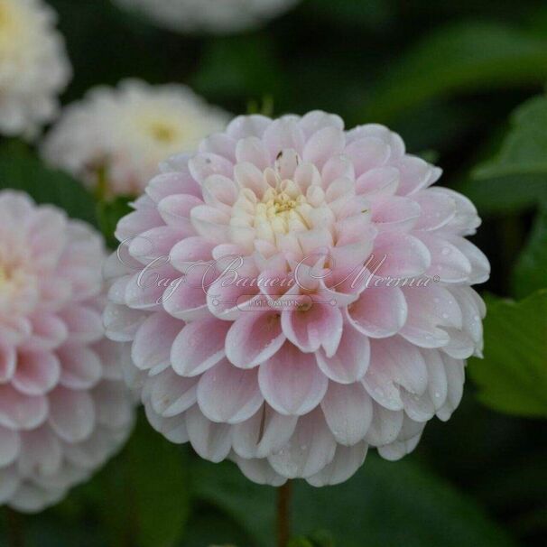 Георгин Визард оф Лайтнинг (Dahlia Wizard of Lightning) — фото 5