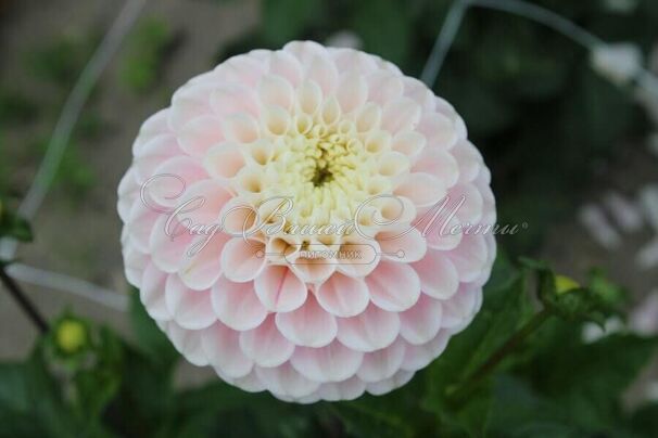 Георгин Визард оф Лайтнинг (Dahlia Wizard of Lightning) — фото 7