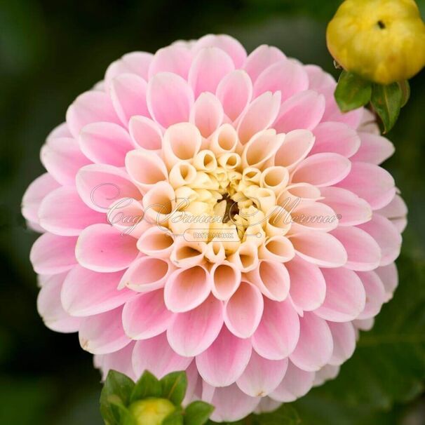 Георгин Визард оф Оз (Dahlia Wizard of Oz) — фото 2