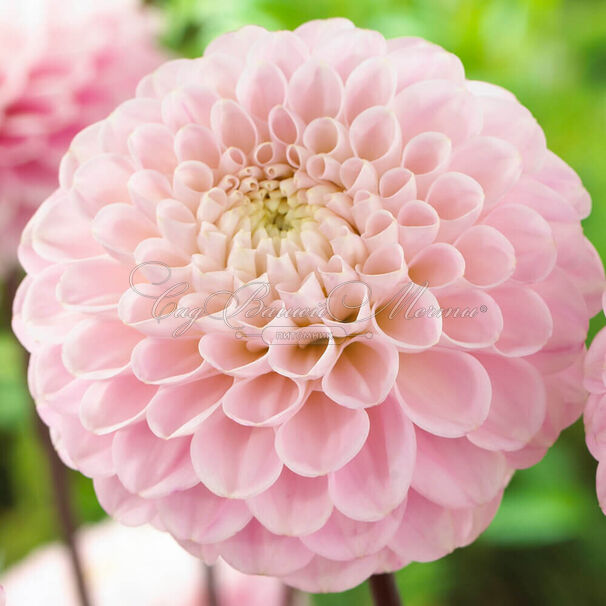 Георгин Визард оф Оз (Dahlia Wizard of Oz) — фото 3