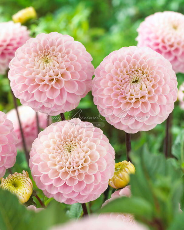 Георгин Визард оф Оз (Dahlia Wizard of Oz) — фото 4