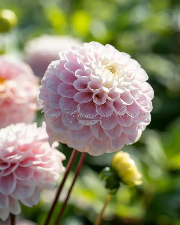 Георгин Визард оф Оз (Dahlia Wizard of Oz) — фото 5
