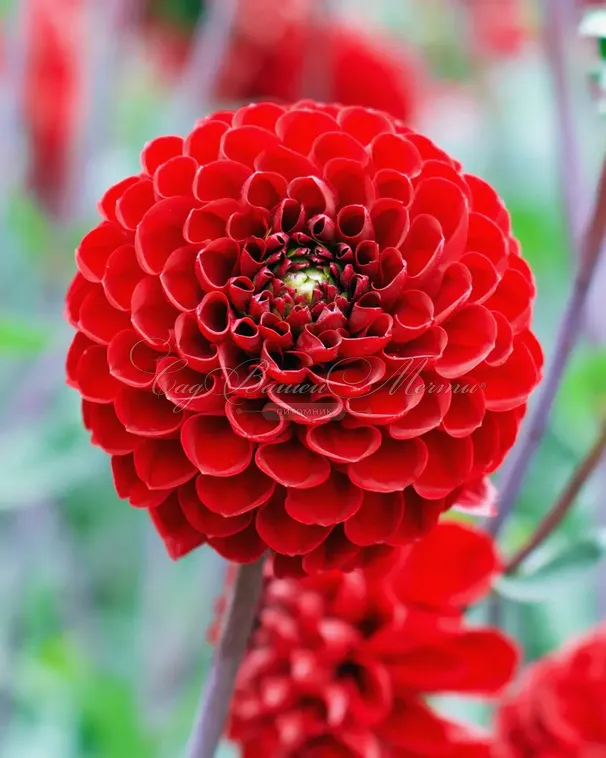 Георгин Викинг (Dahlia Viking) — фото 2