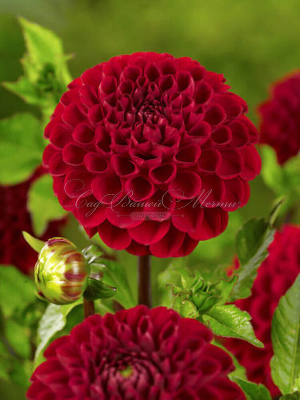 Георгин Викинг (Dahlia Viking) — фото 3